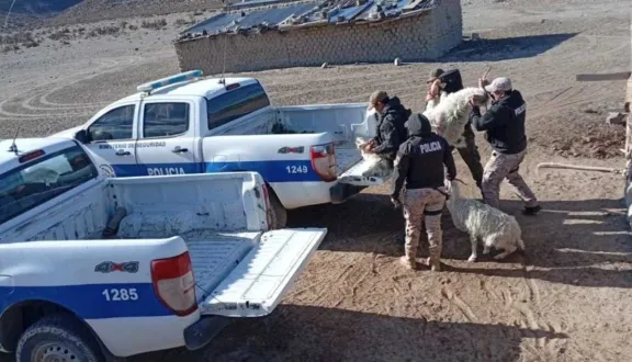 Cushamen: recuperan chivos robados tras un allanamiento por abigeato