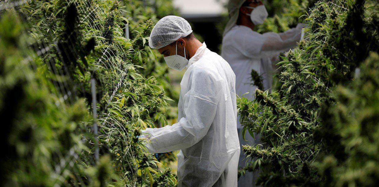 Diplomatura sobre cannabis medicinal para médicos, odontólogos, veterinarios y profesionales de la salud