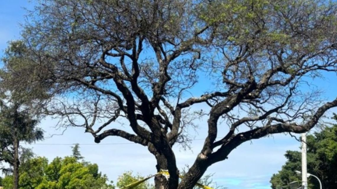 "El Quebracho blanco vive": el festejo del municipio de Villa Allende por el rebrote del árbol de la polémica