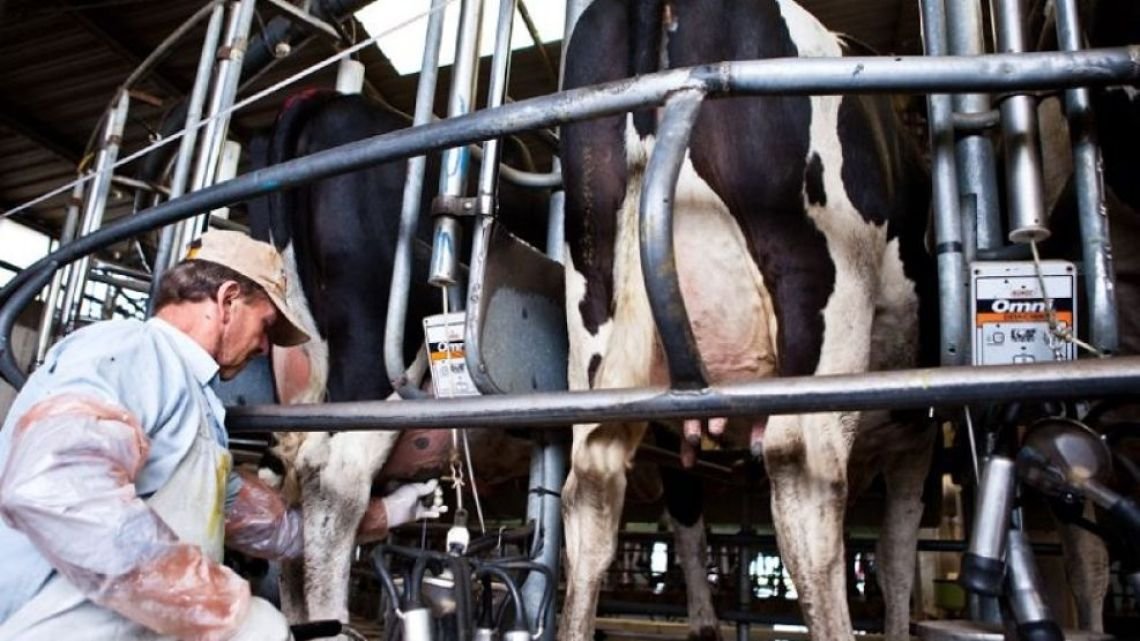 El sector lácteo en alerta: por qué no logran trasladar la inflación a precios