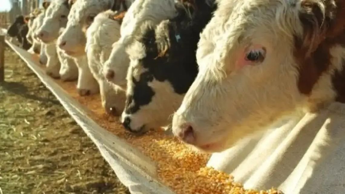 Remate ganadero del Banco Nación: “Va a haber financiación con buenas tasas para todos los compradores”