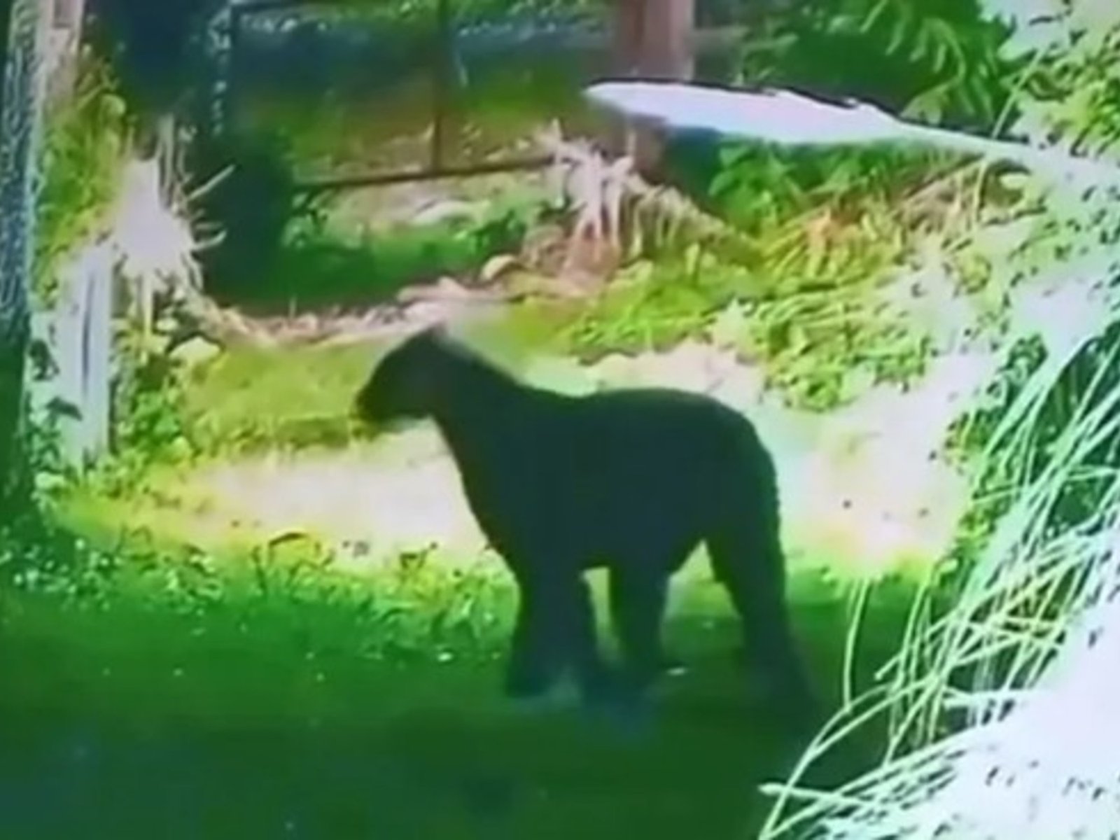 Alarma en Escobar por la aparición de un puma cerca de un barrio privado