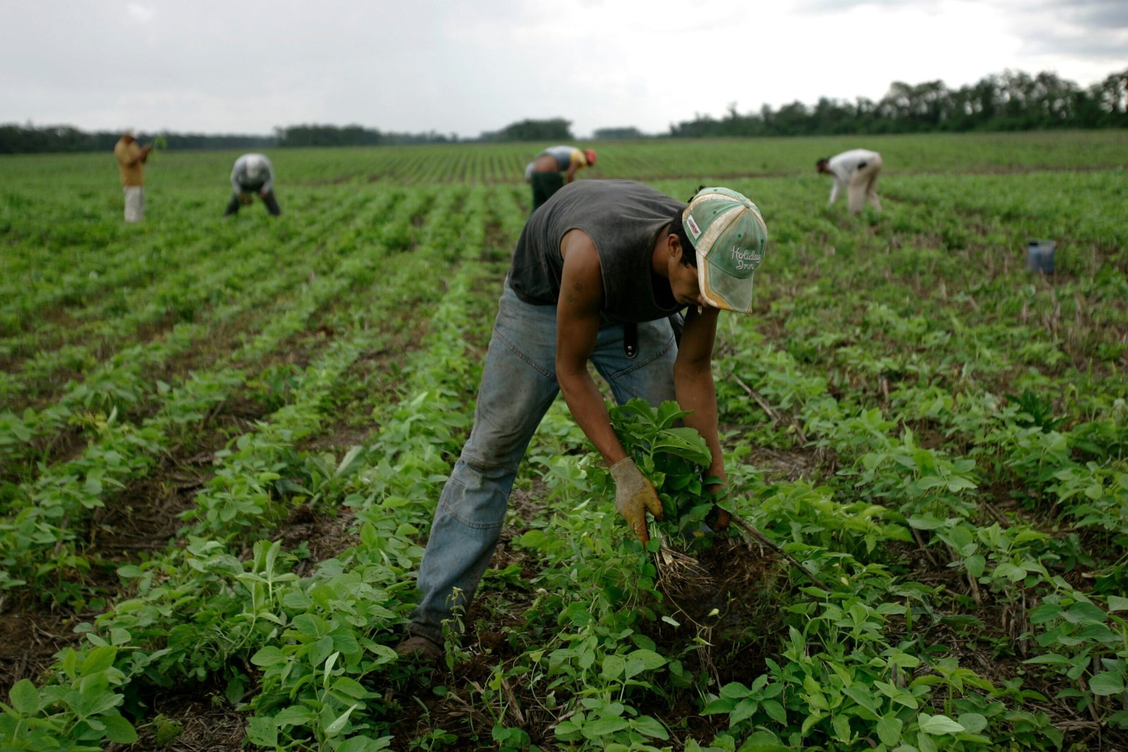 Bolivia sella una agricultura plagada de agroquímicos tras la aprobación de nueva soya transgénica