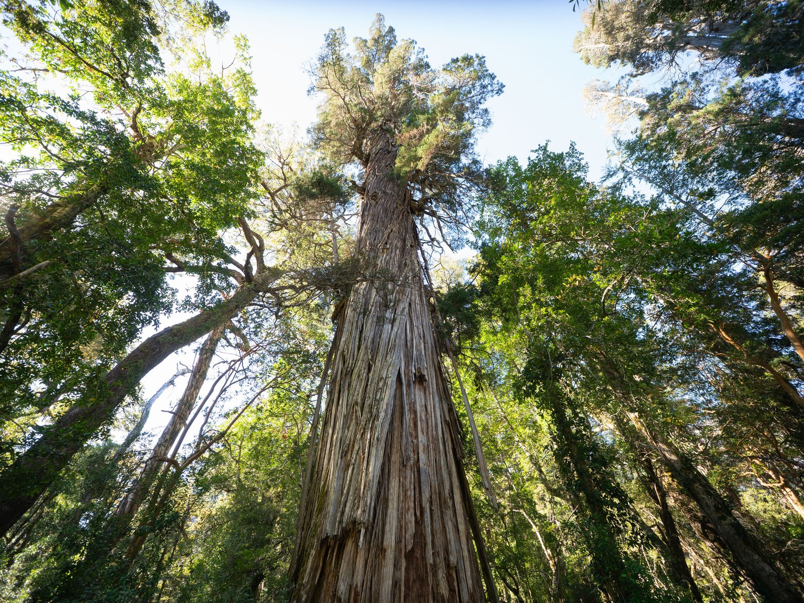 El árbol más viejo de la Argentina, un tesoro patagónico que tiene 2630 años y sorprende a la ciencia