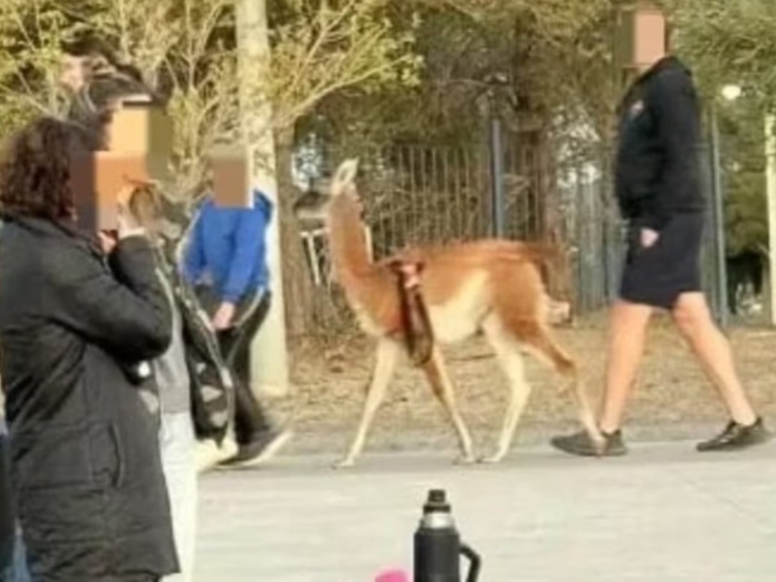 Salió a pasear a un guanaco por la calle, el video se hizo viral y lo denunciaron: "No es mascota"