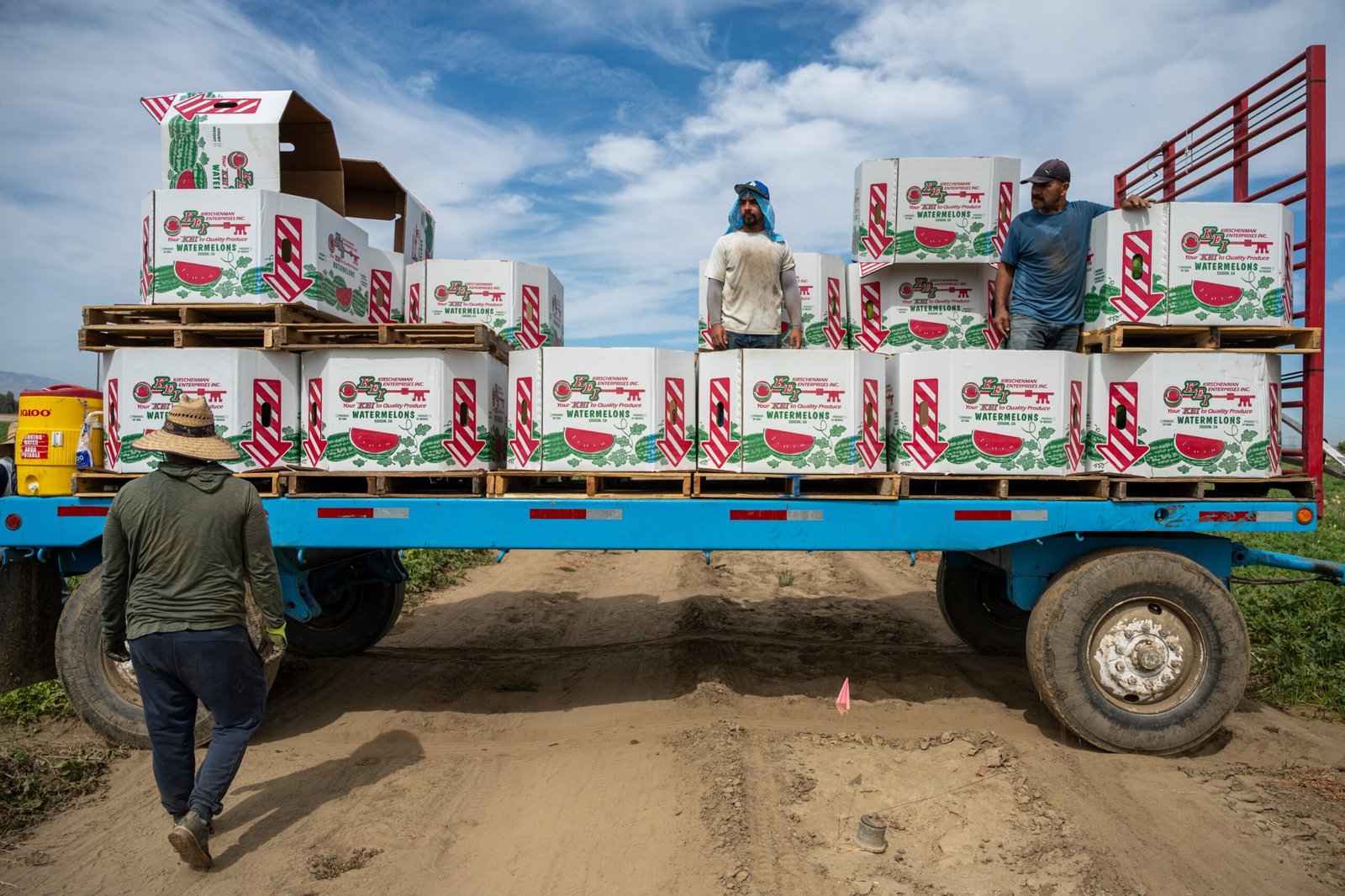 Un grupo de hombres de origen hispano trabajan en un campo agrícola de California, en agosto 2025.