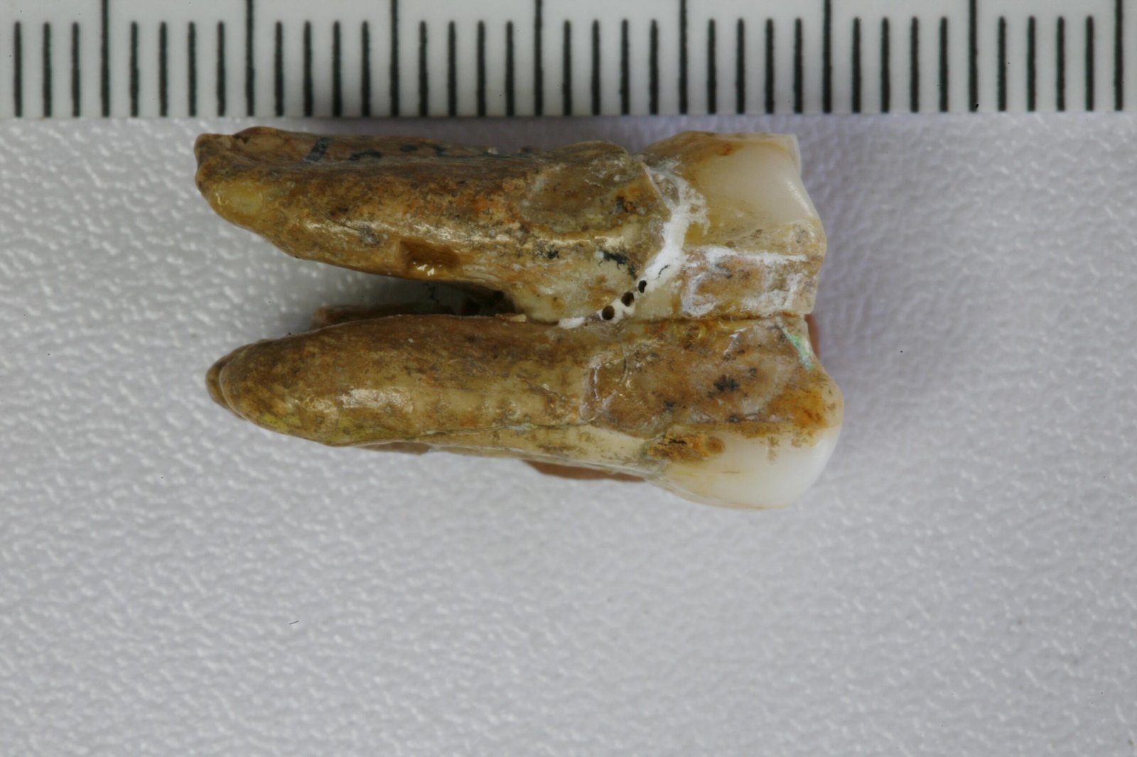 Una de las muelas de 'Homo erectus' analizadas.