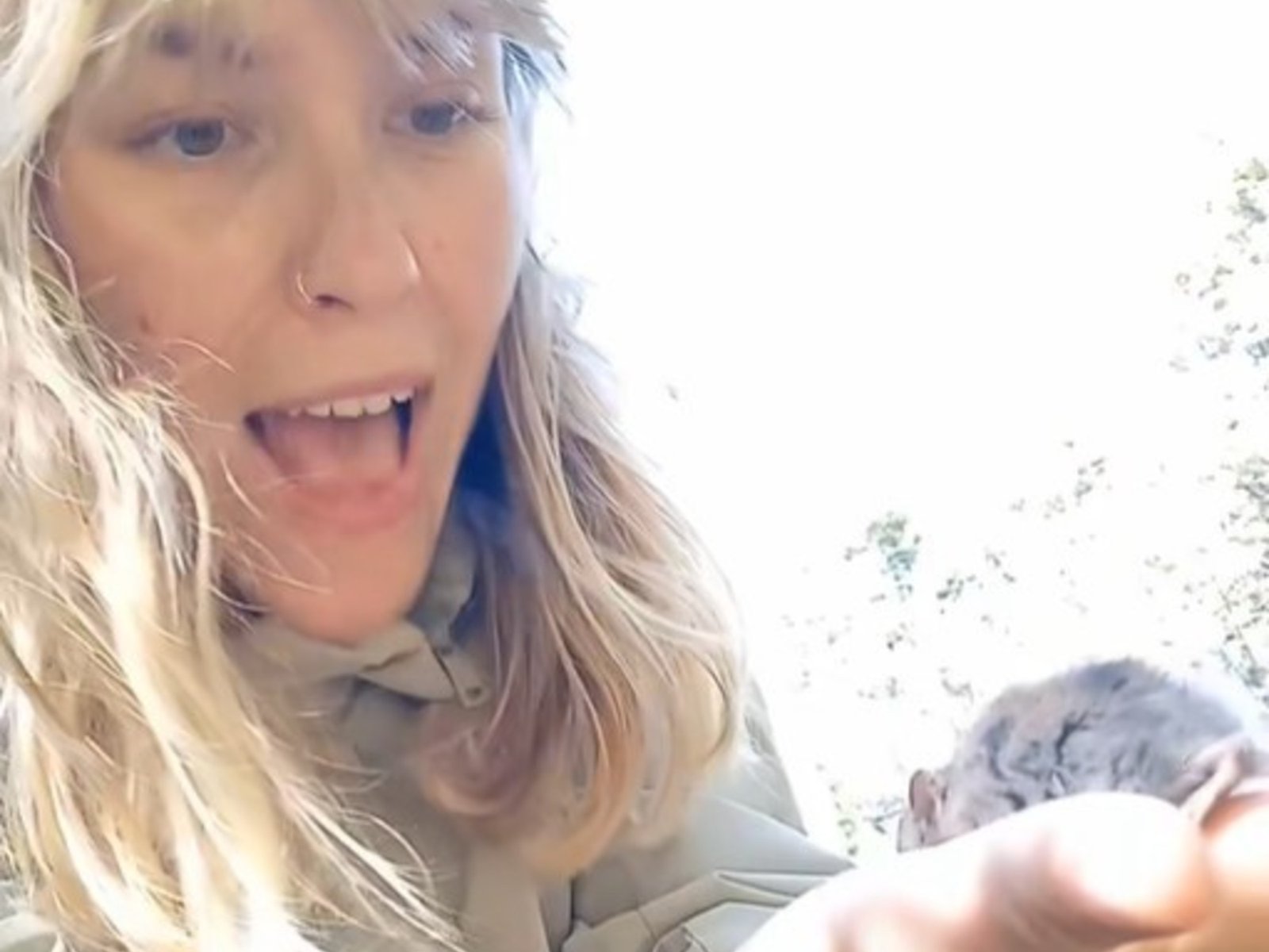 "Yo solo ví un bicho muy cute", polémica por una influencer que acarició a uno de los ratones que transmiten el hantavirus
