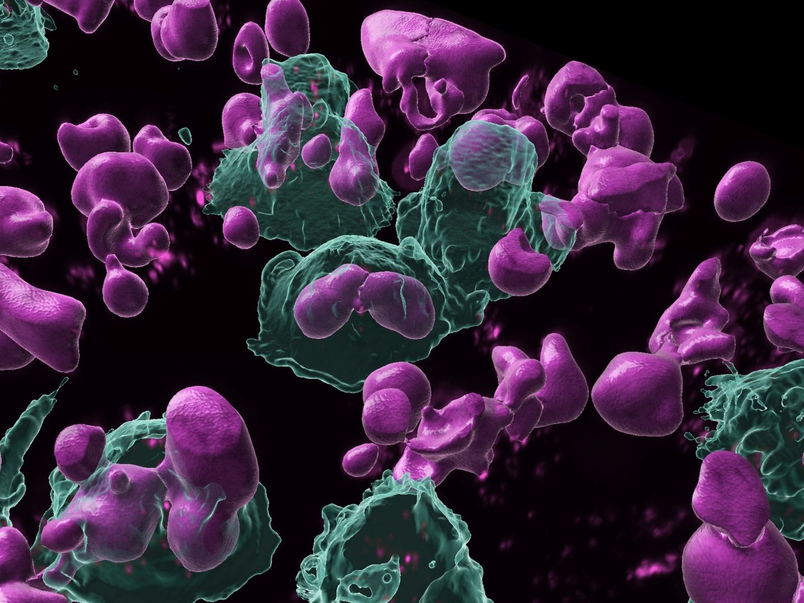 descubren células "memoriosas" capaces de producir anticuerpos contra el cáncer