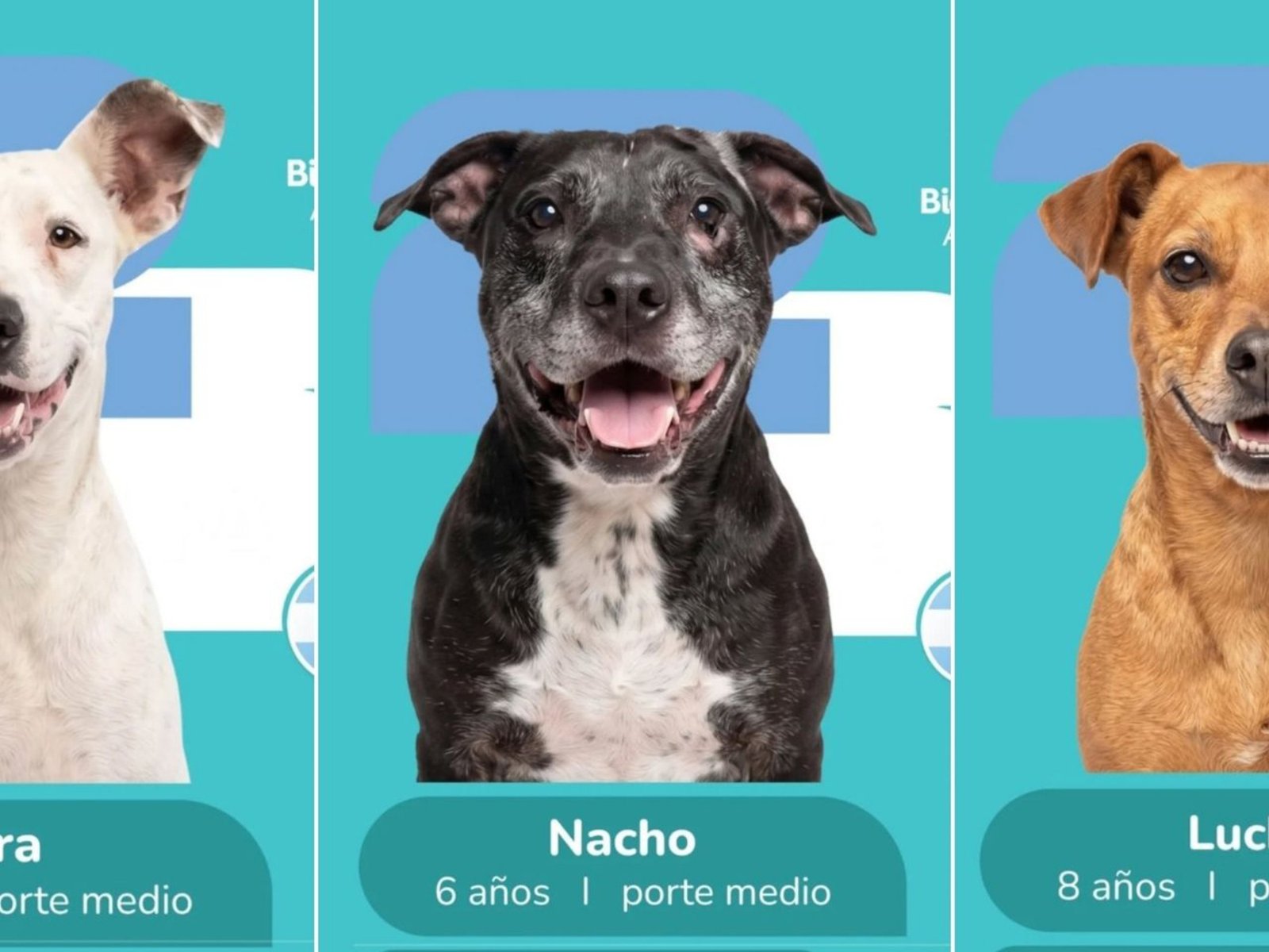 el álbum de figuritas del Mundial que promueve la adopción de mascotas y se volvió viral en redes