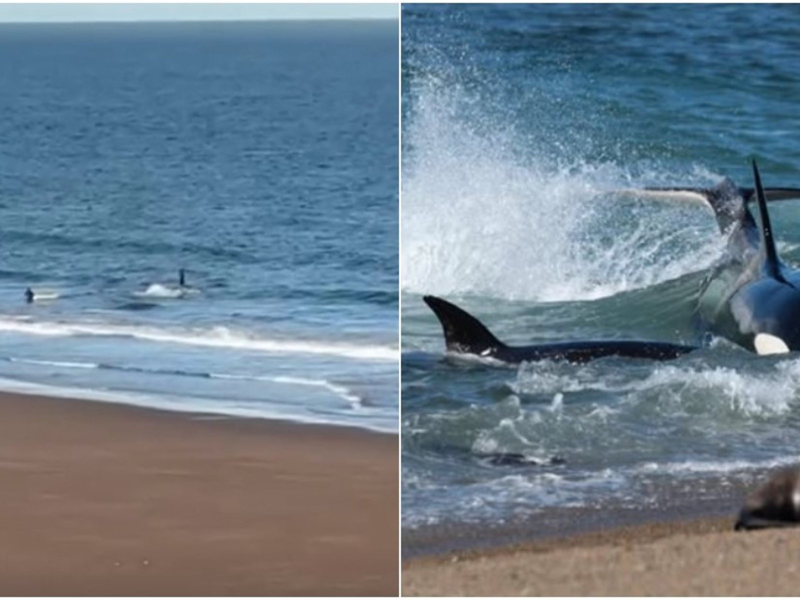 el desesperado grito de un kayakista a una orca que lo confundió con una presa