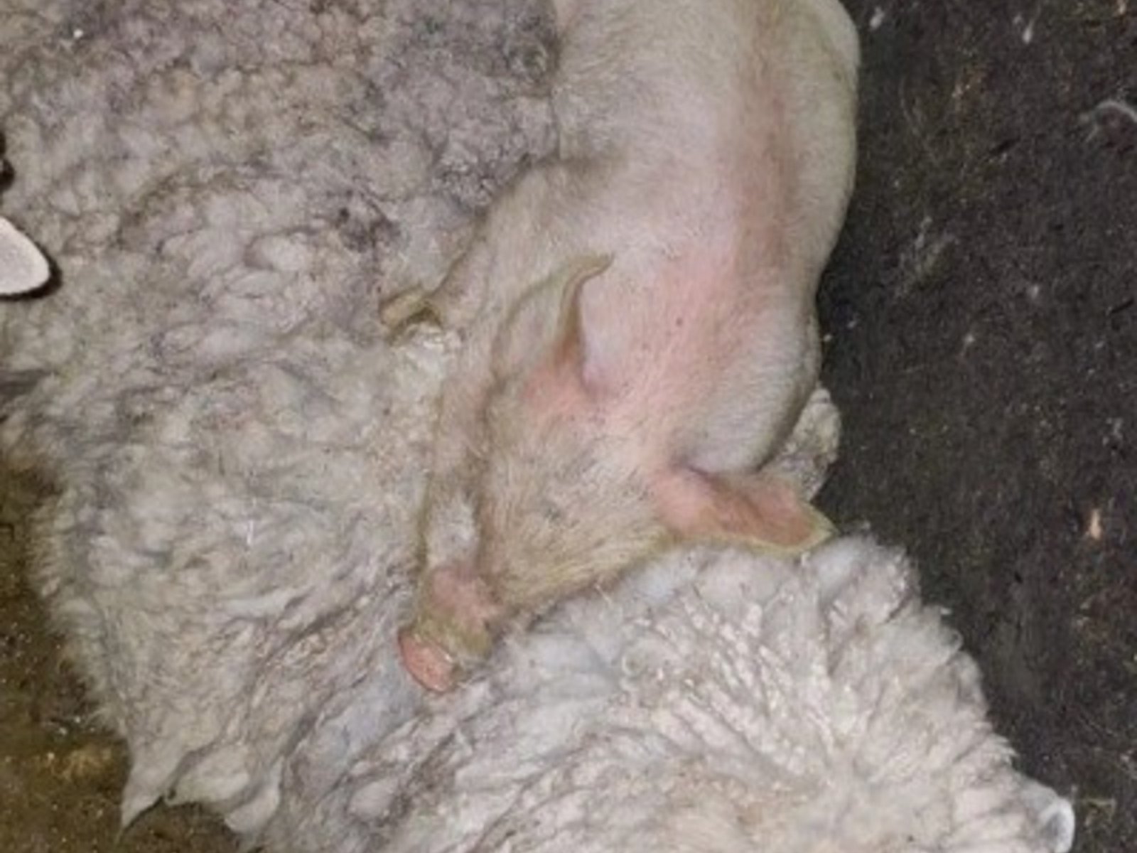 rescatan a más de 40 animales, previo a ser sacrificados