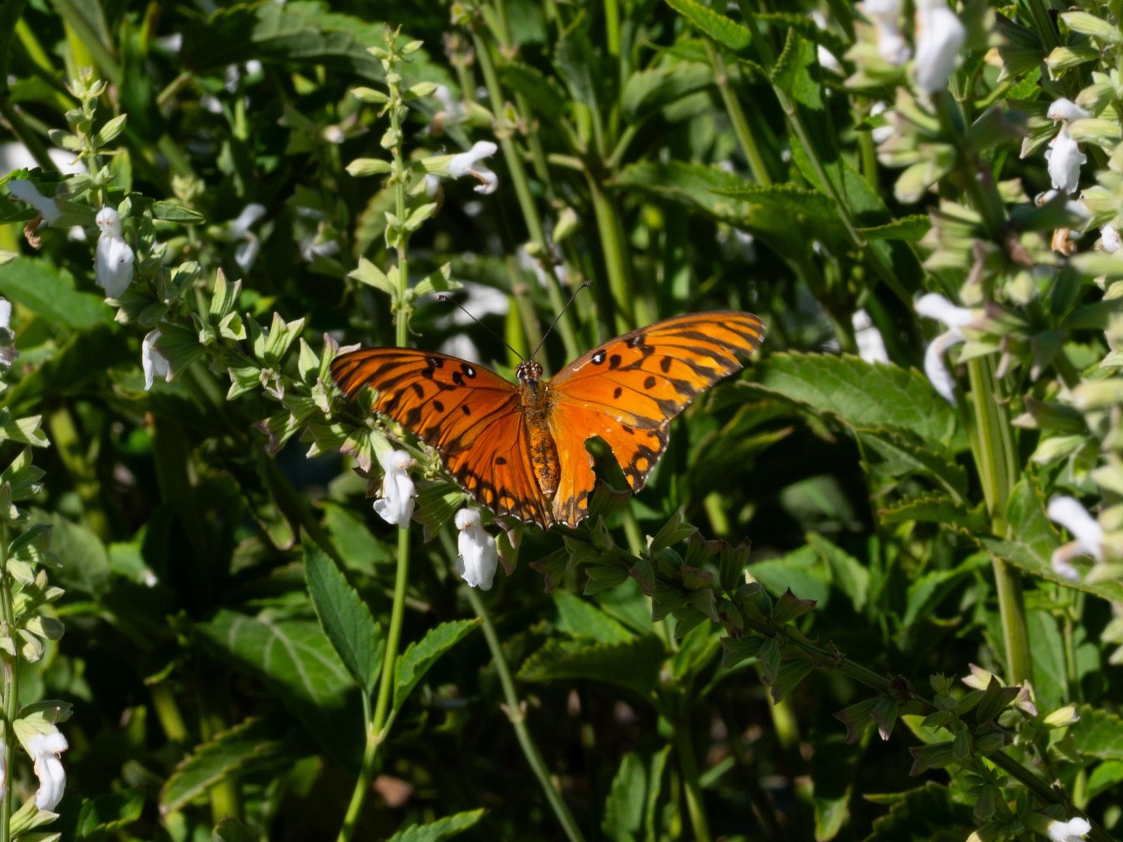 ¿puede Buenos Aires recuperar sus mariposas?