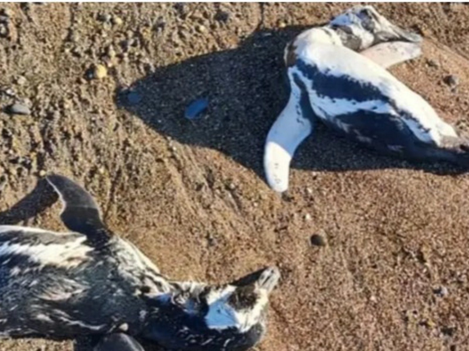 Alarma en la Patagonia por el hallazgo de pingüinos muertos en las costas de Chubut y Santa Cruz