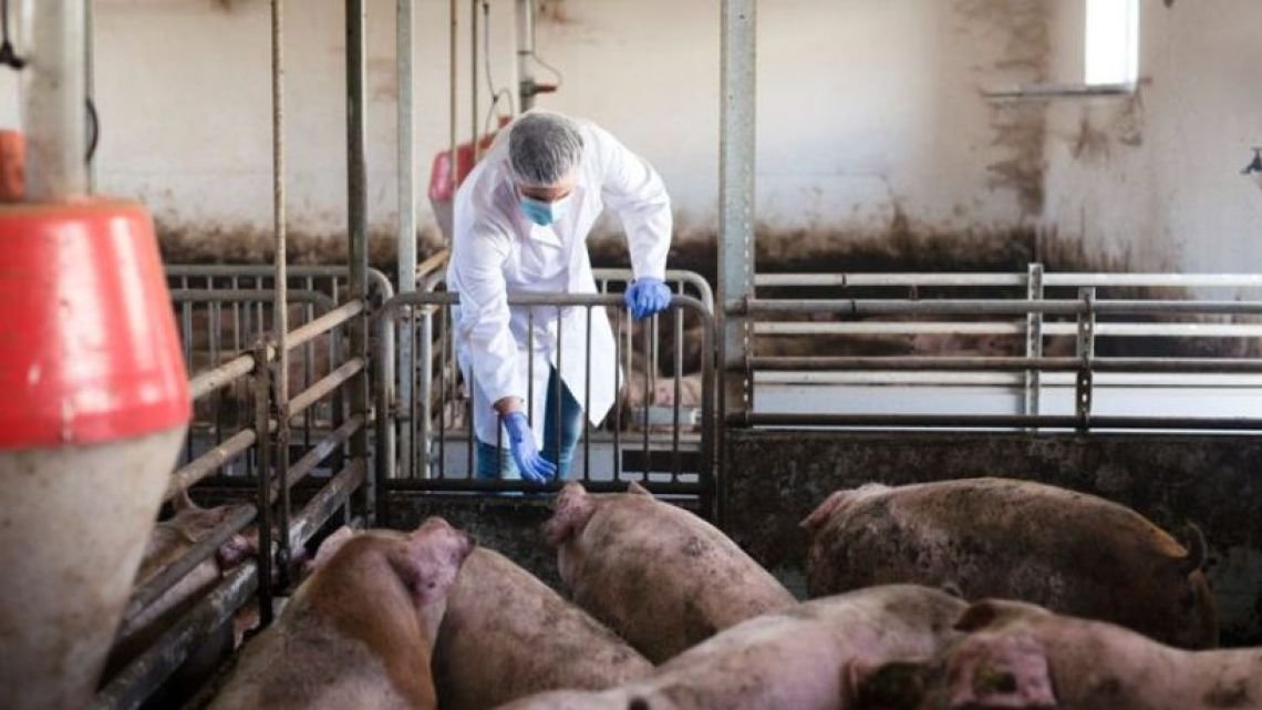 Alerta sanitaria en Córdoba: detectaron 23 casos de triquinosis