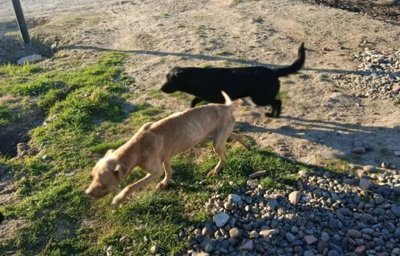 Allanamiento en zona norte por presunto maltrato animal