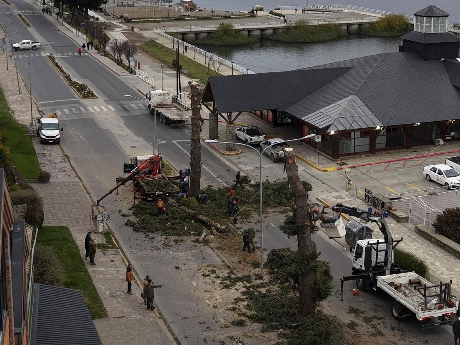 Crece la polémica por la decisión del intendente de Bariloche de sacar los históricos pinos de la Costanera de Bariloche