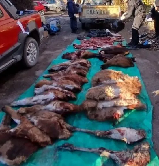 Decomisaron más de una tonelada de carne ilegal en un operativo entre Trelew y Gaiman
