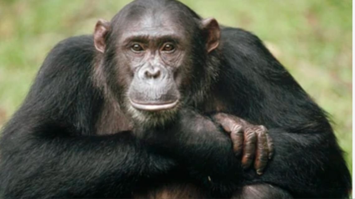 Estudio revela que los chimpancés tienen círculos de amigos como los humanos