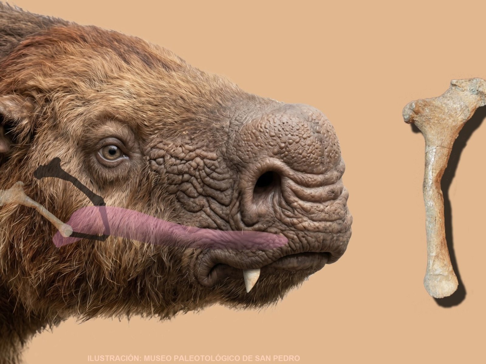 Hallan cerca de San Pedro una pieza jamás encontrada antes de un gigantesco perezoso de hace 200 mil años