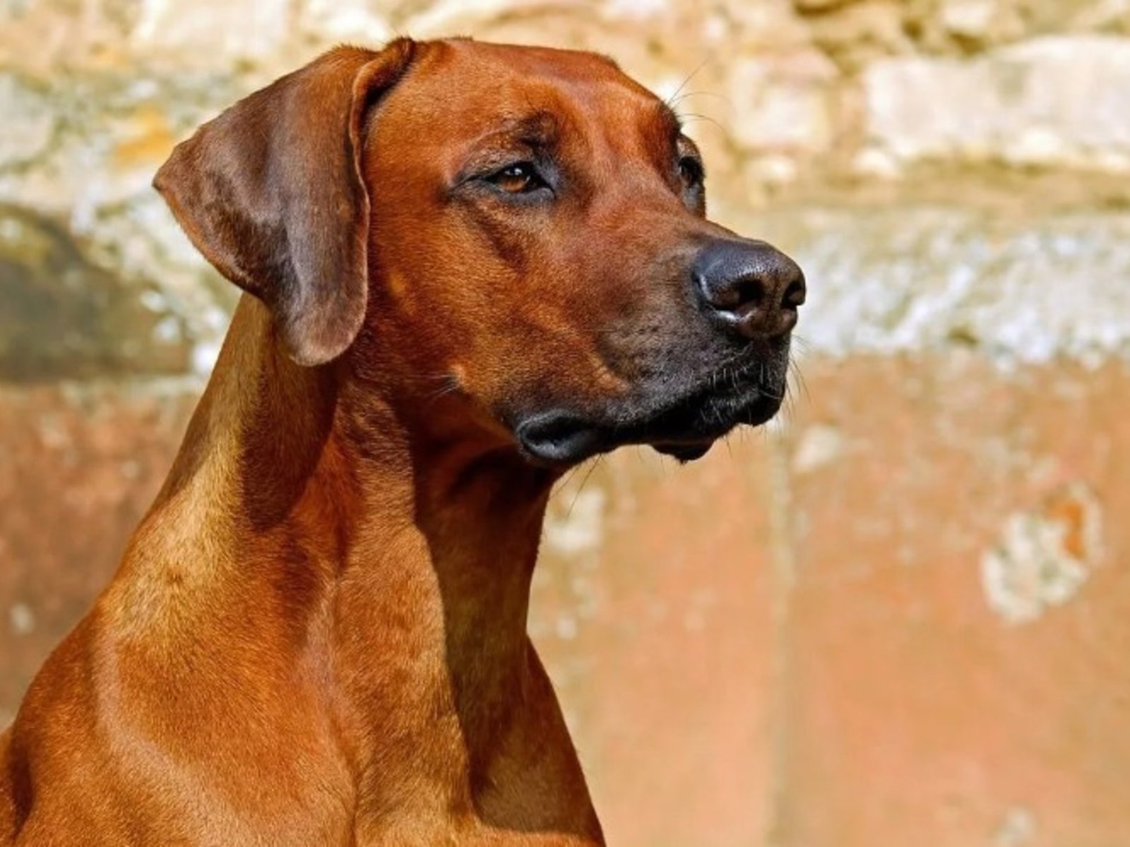 La atacaron tres perros cuando iba en moto y ahora los dueños deberán pagarle una millonaria suma