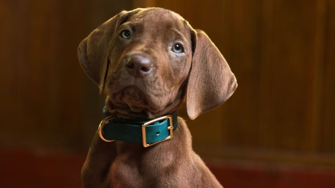 Netflix inició el rodaje de la nueva serie live-action de Scooby-Doo