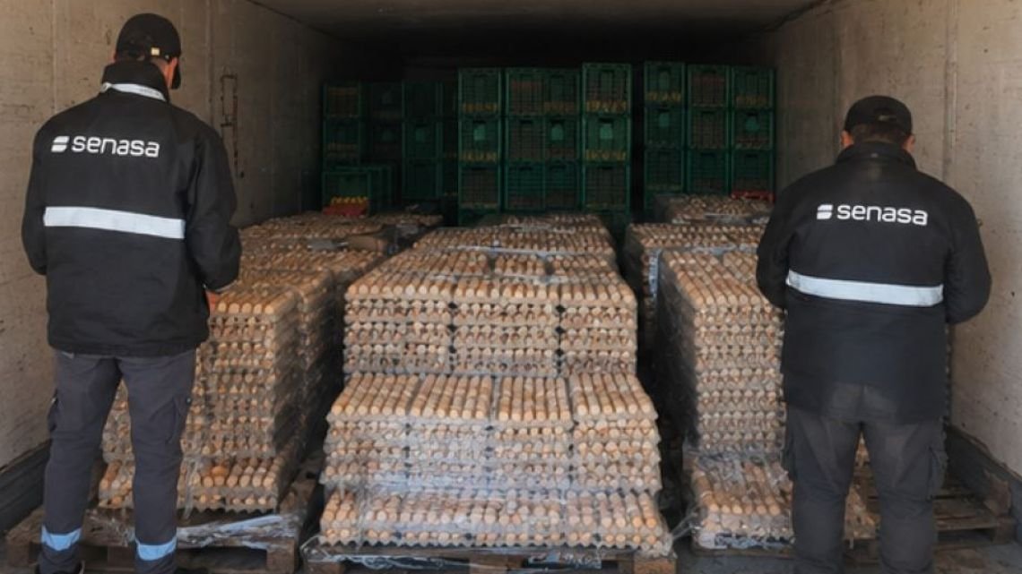 Operativo en Corrientes: Senasa decomisó y destruyó 4.800 docenas de huevos ilegales