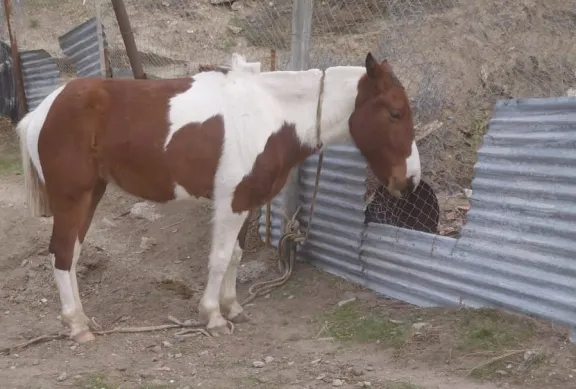 Policías de dos seccionales debieron intervenir por un caballo suelto en la ruta