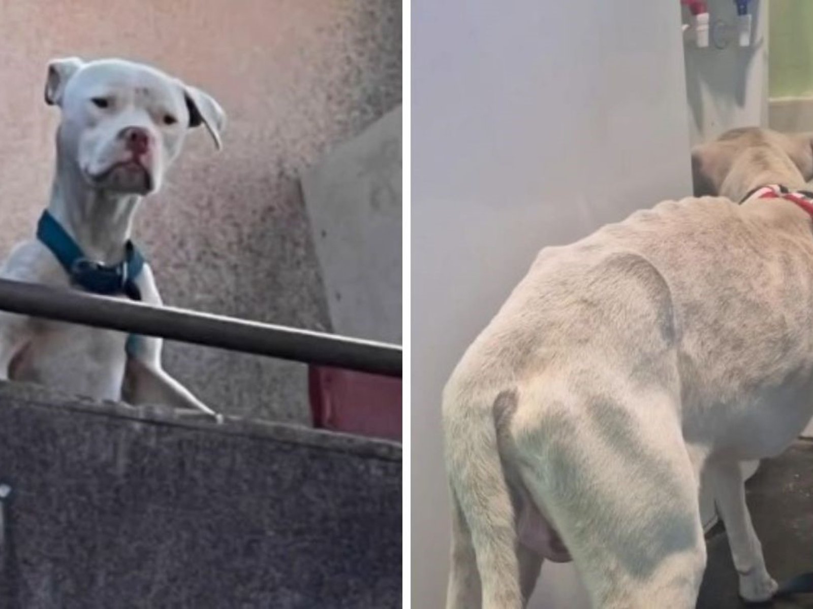 Rescataron a un dogo en estado de desnutrición en la casa de Claudio Barrelier, donde Agostina Vega habría sido asesinada