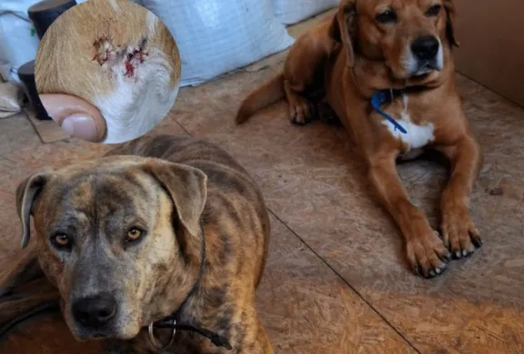 Una madrugada de terror: Defendió a su hija de una entradera y uno de sus perros terminó apuñalado