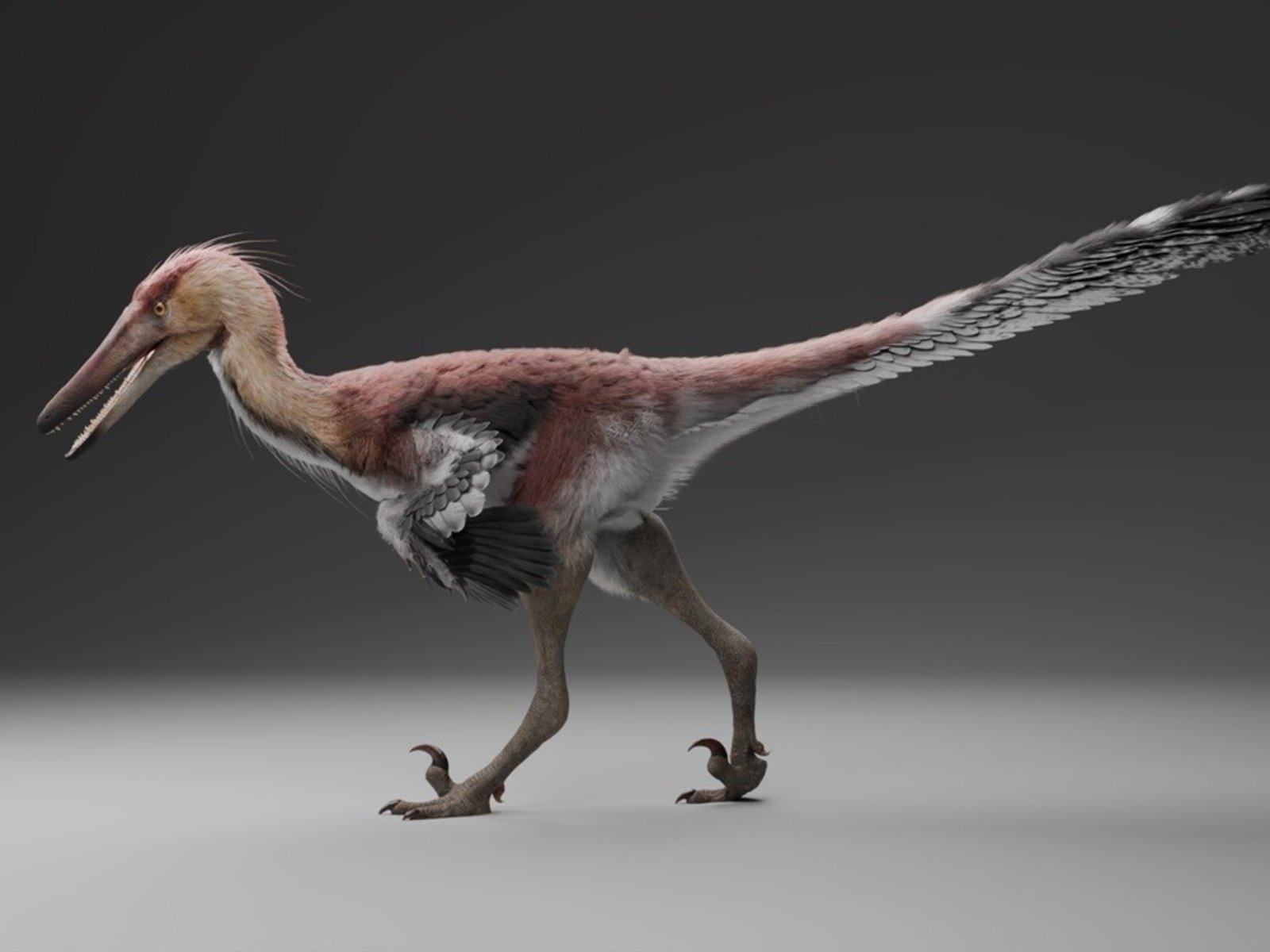 así es Kank Australis, el último dinosaurio desenterrado en Santa Cruz