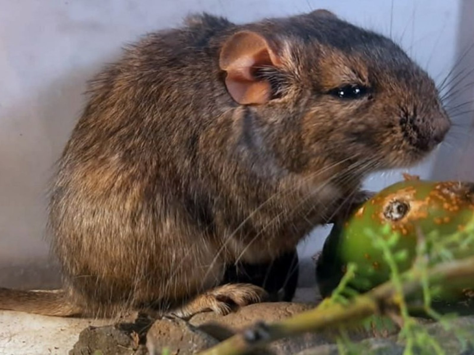 descubren una nueva especie de rata vizcacha