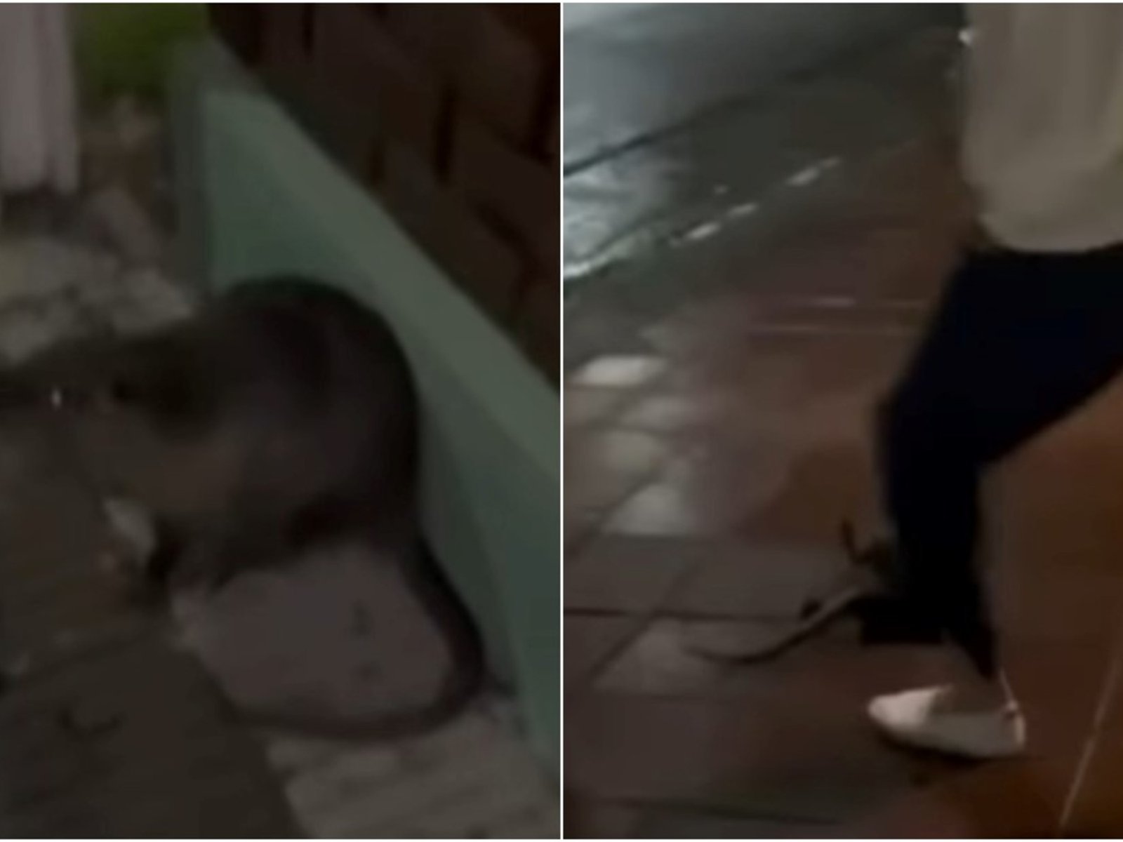 mataron a golpes a un coipo, lo grabaron y ahora enfrentan una denuncia
