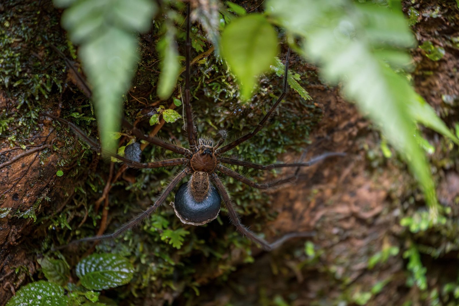 Araña pescadora gigante o Tracheleidae en la Reserva Mashpi-Tayra, el 21 de julio.