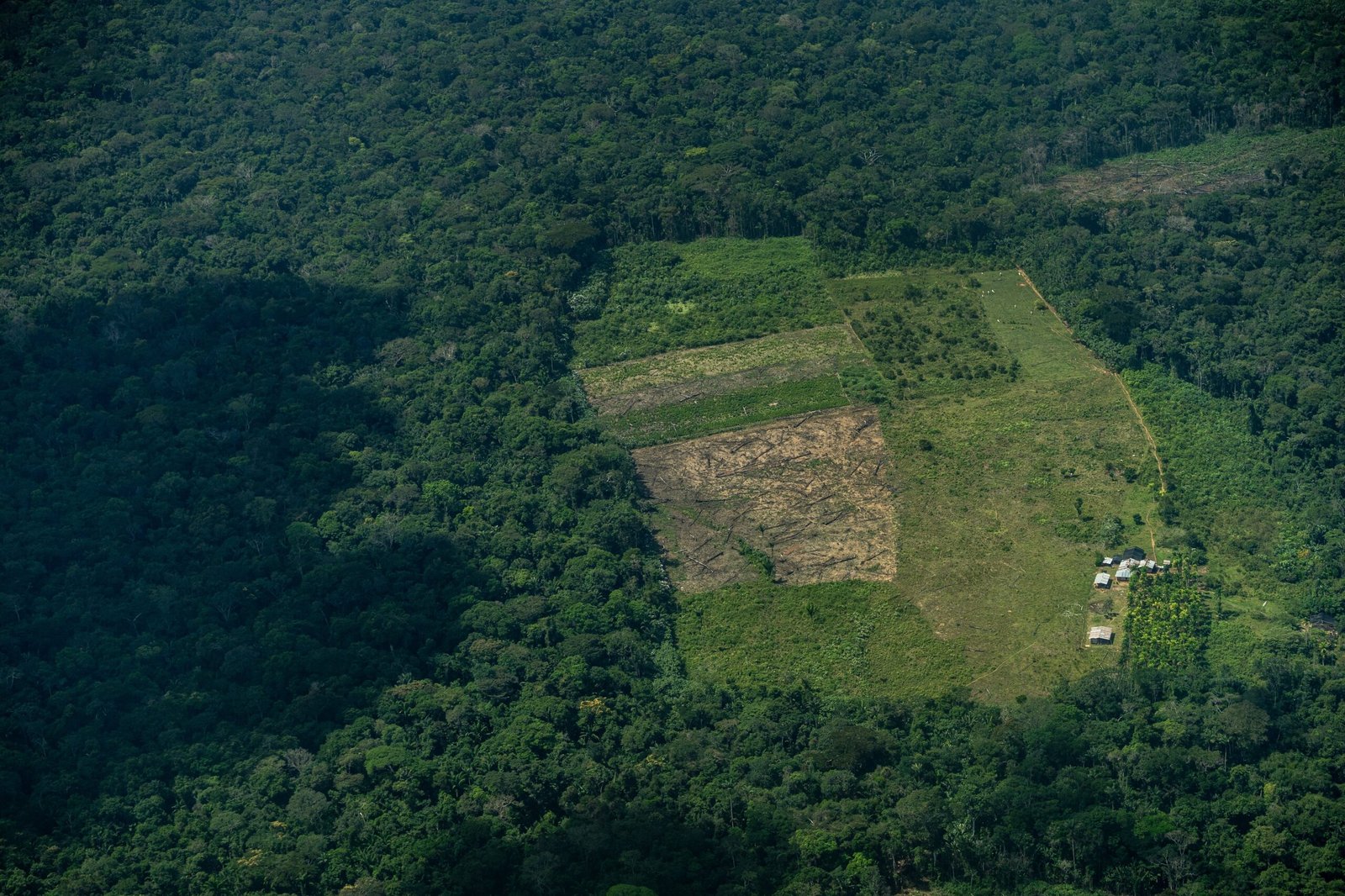 América Latina en defensa de sus bosques: contribuciones de la sociedad civil para lograrlo