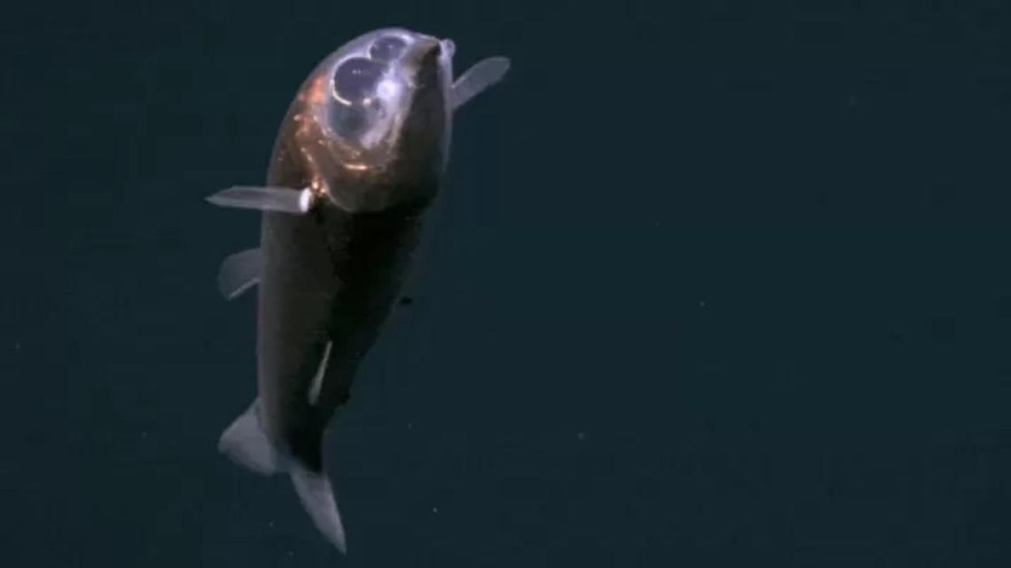 Científicos encuentran por primera vez a un extraño pez binocular vivo en el Atlántico