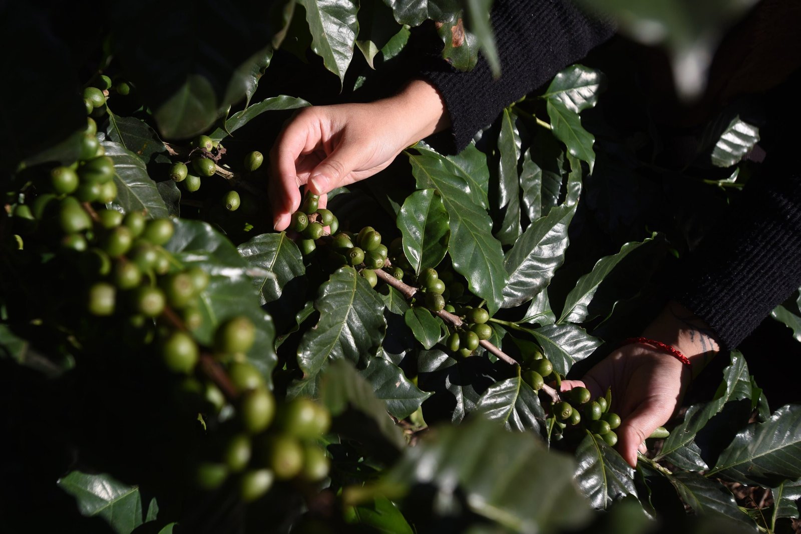 Una persona sostiene granos de café enTucumán.