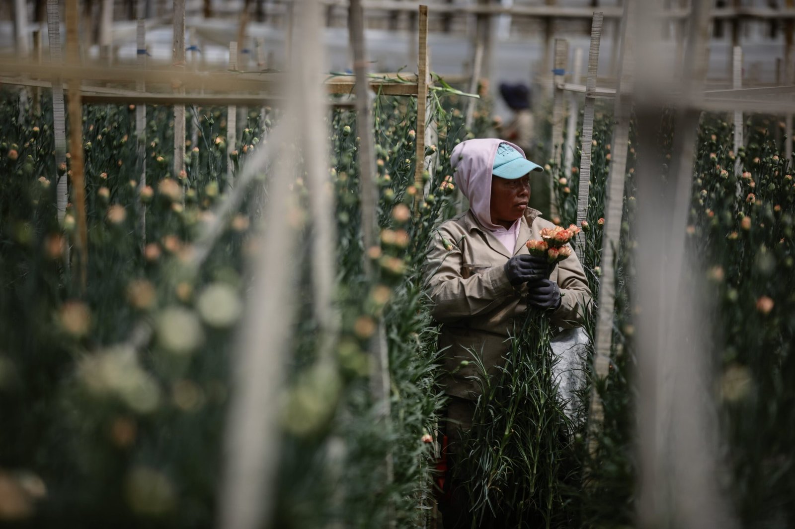 Las flores colombianas chocan con la revaluación, el salario mínimo, los fletes y Trump