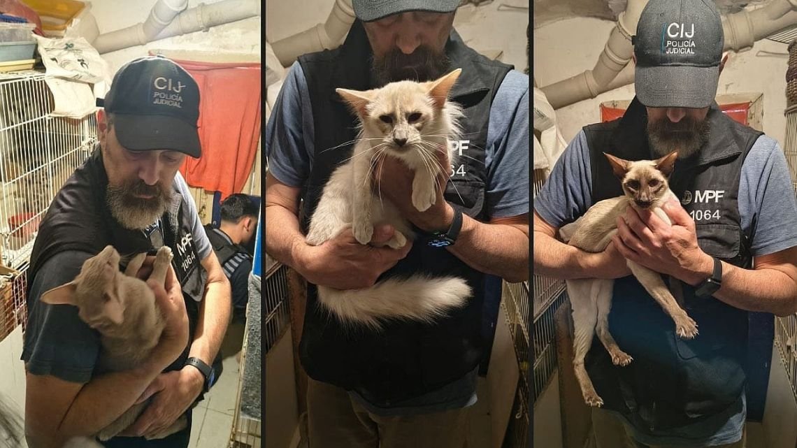 Rescataron a 23 gatos que estaban enjaulados en un criadero ilegal