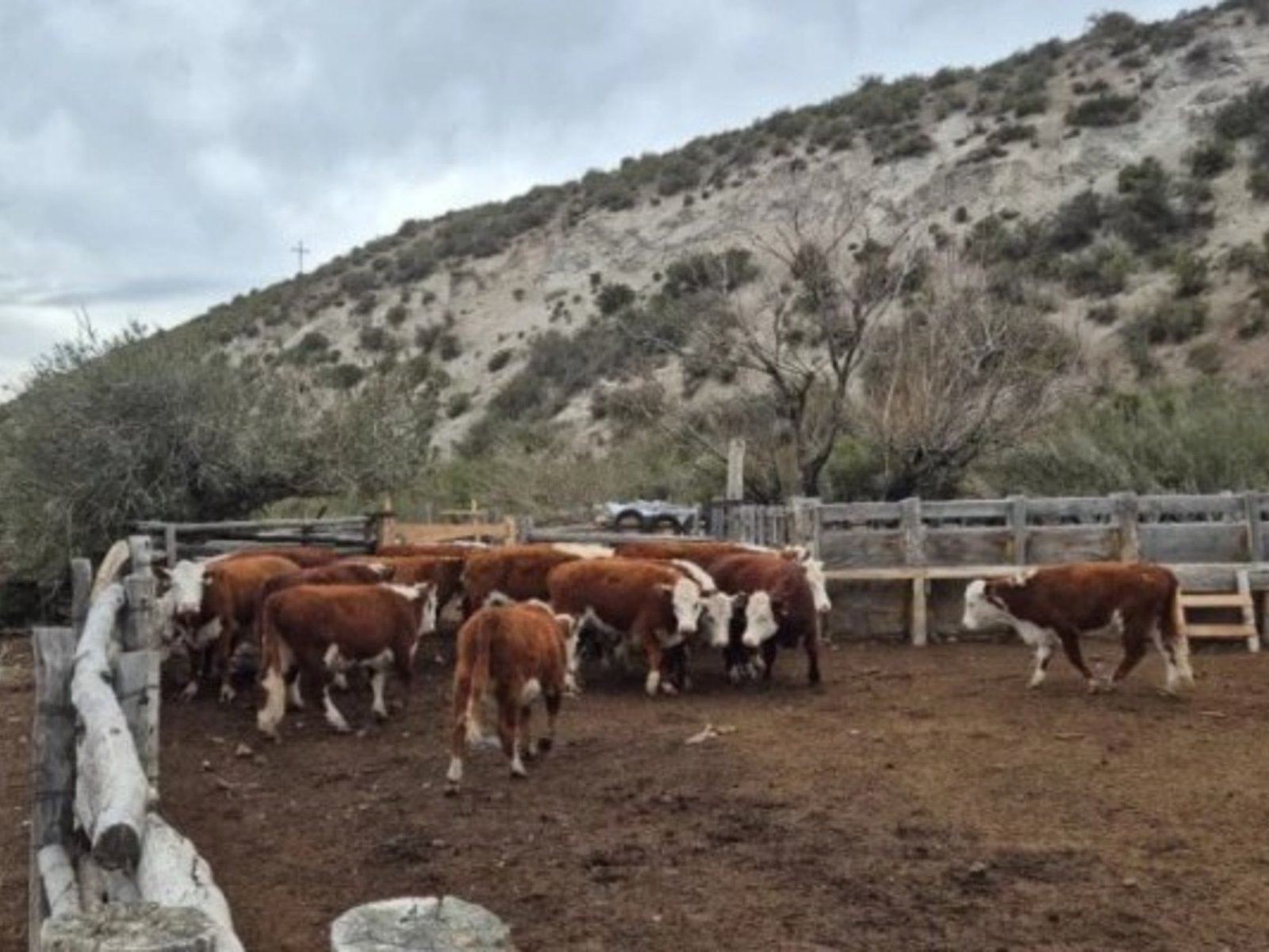 Robó vacas por un valor de $40 millones en Santa Cruz, cruzó la frontera con Chile y lo detuvieron
