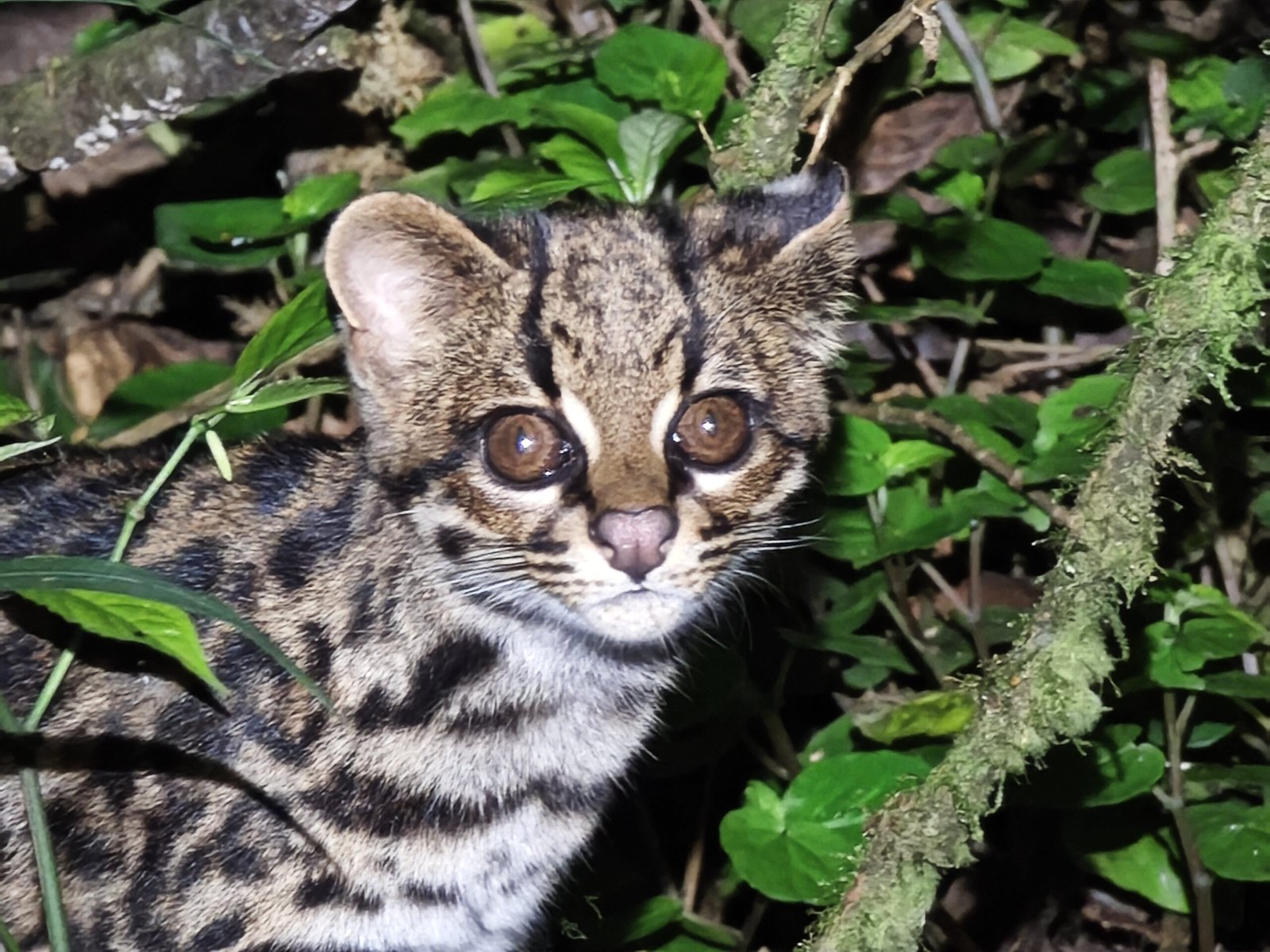 Un hallazgo en Bolivia arroja luces sobre el misterioso gato tigre nublado