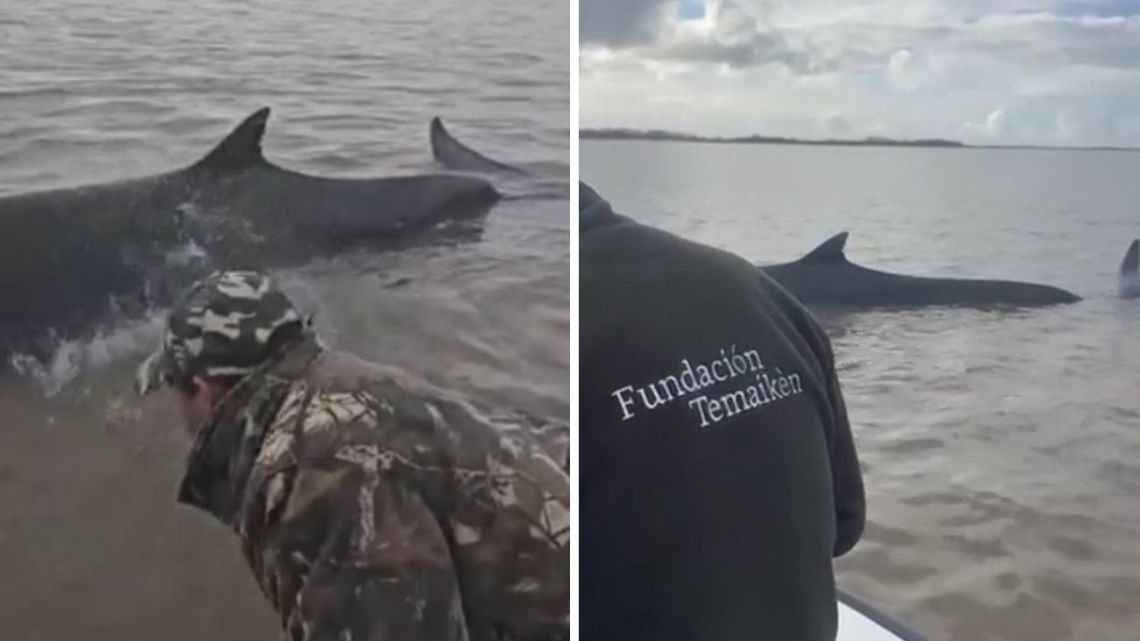 Una enorme  ballena encalló en San Isidro, pero Temaikén y Prefectura trabajan para ayudarla