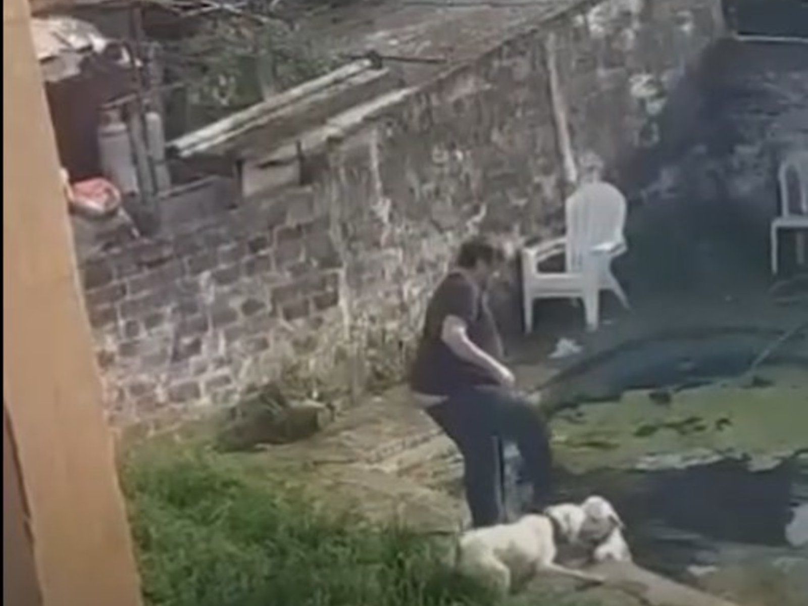 encontraron un perro muerto dentro de su pileta