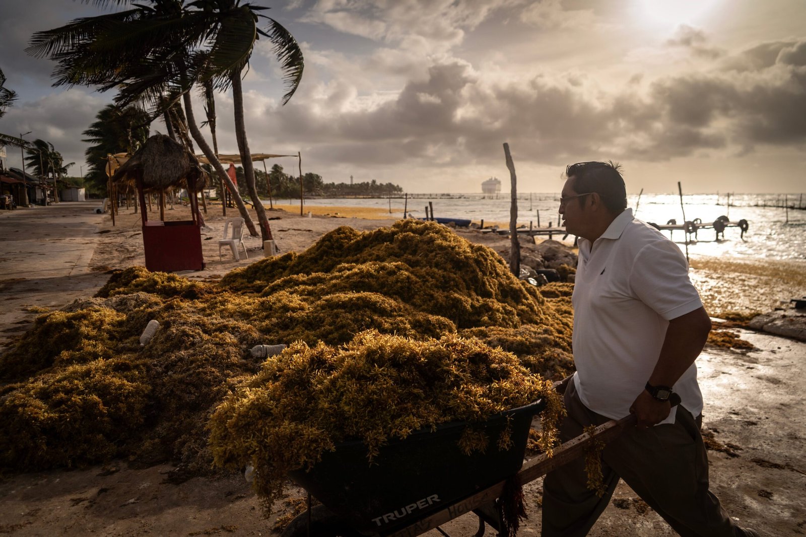 El mapa del sargazo en México: las playas del Caribe han recibido 27 veces más toneladas de lo normal