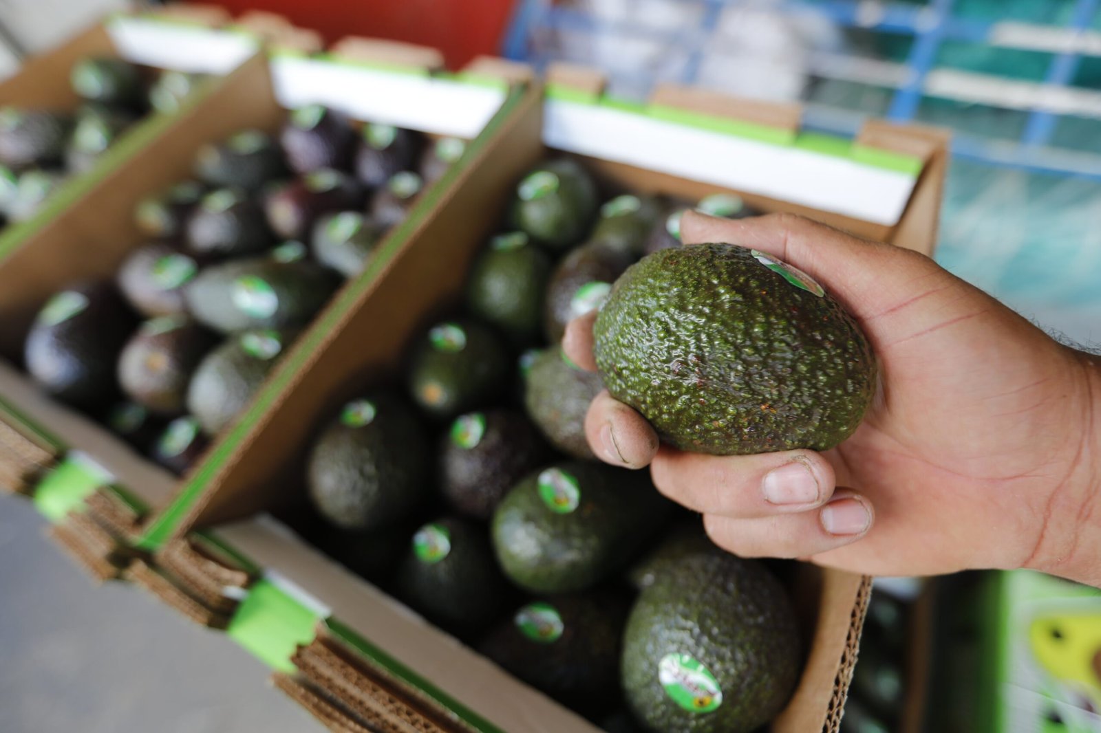 Estados Unidos reanuda parcialmente los envíos de aguacate desde México