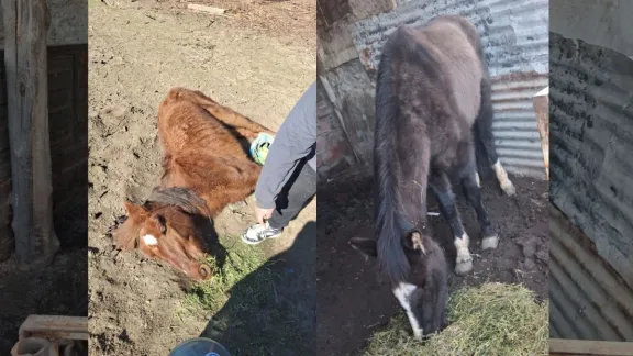 Investigan un presunto caso de maltrato animal tras encontrar dos caballos en estado de abandono