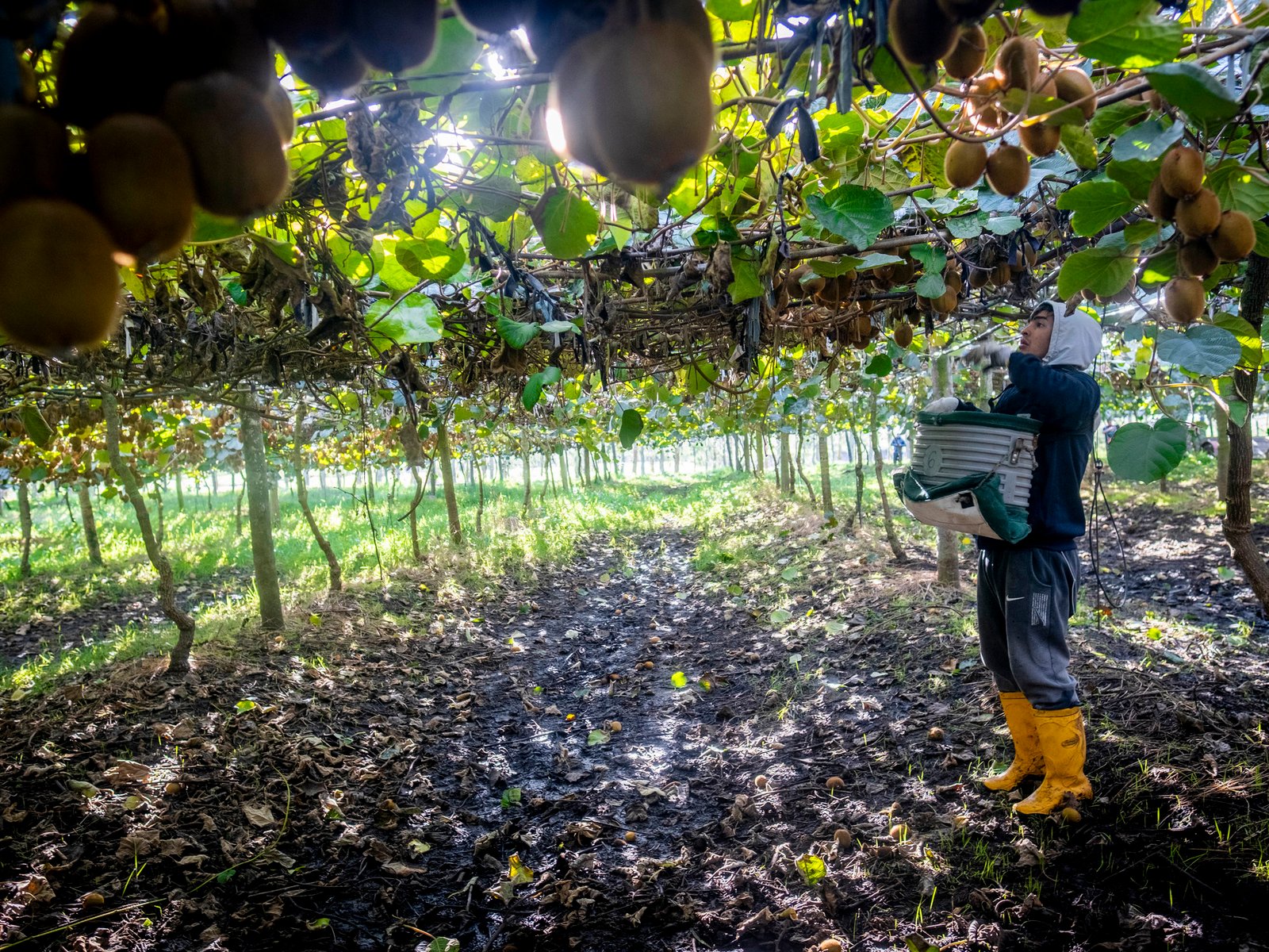 Kiwis en Miramar, por qué la costa argentina se está transformando en Nueva Zelanda
