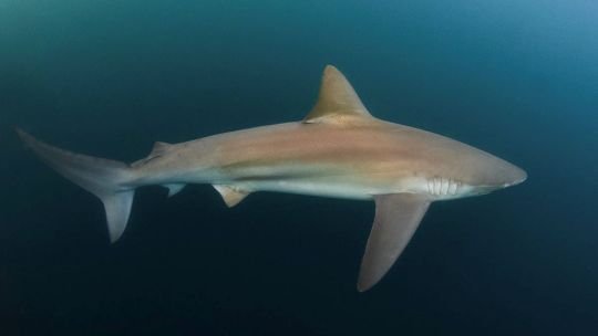 tiburones en peligro