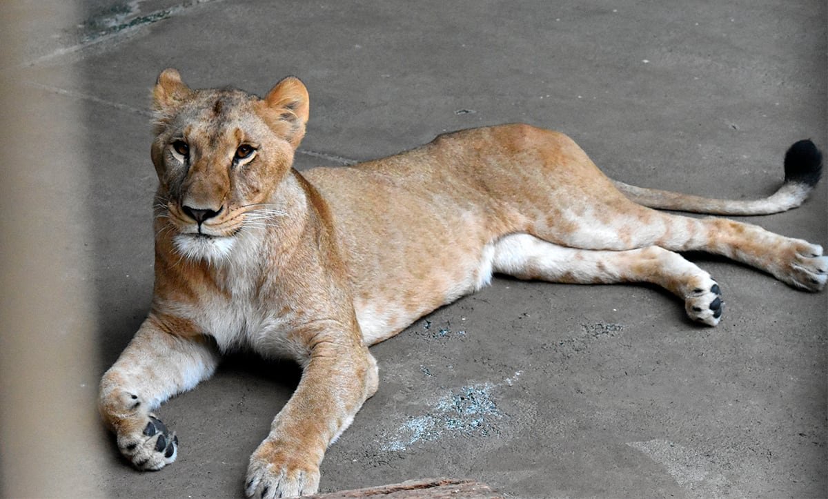 Polémica en Japón por la muerte de tres leonas en un zoo en plena ola de calor