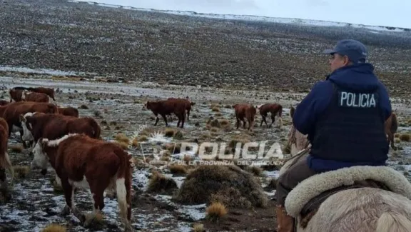 Robo de ganado en Neuquén: la Policía recorrió 8 kilómetros a caballo y recuperó cuatro animales